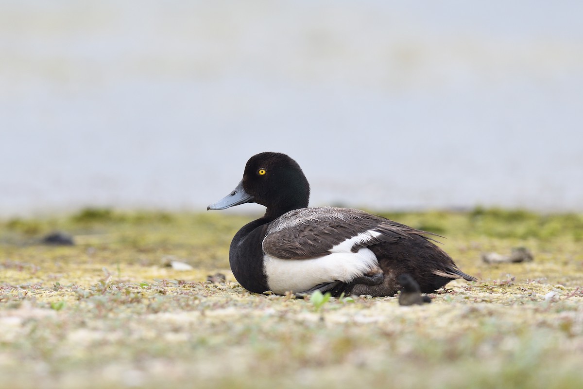 Greater Scaup - ML621574742