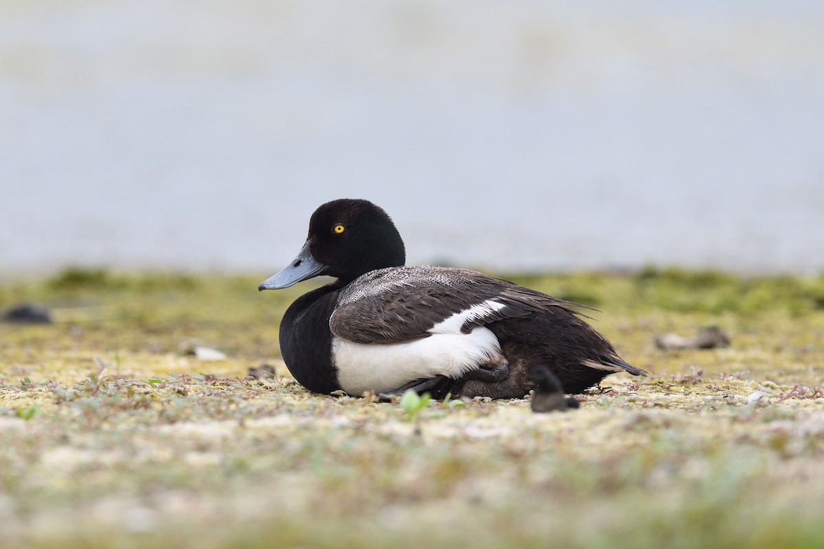 Greater Scaup - ML621574743