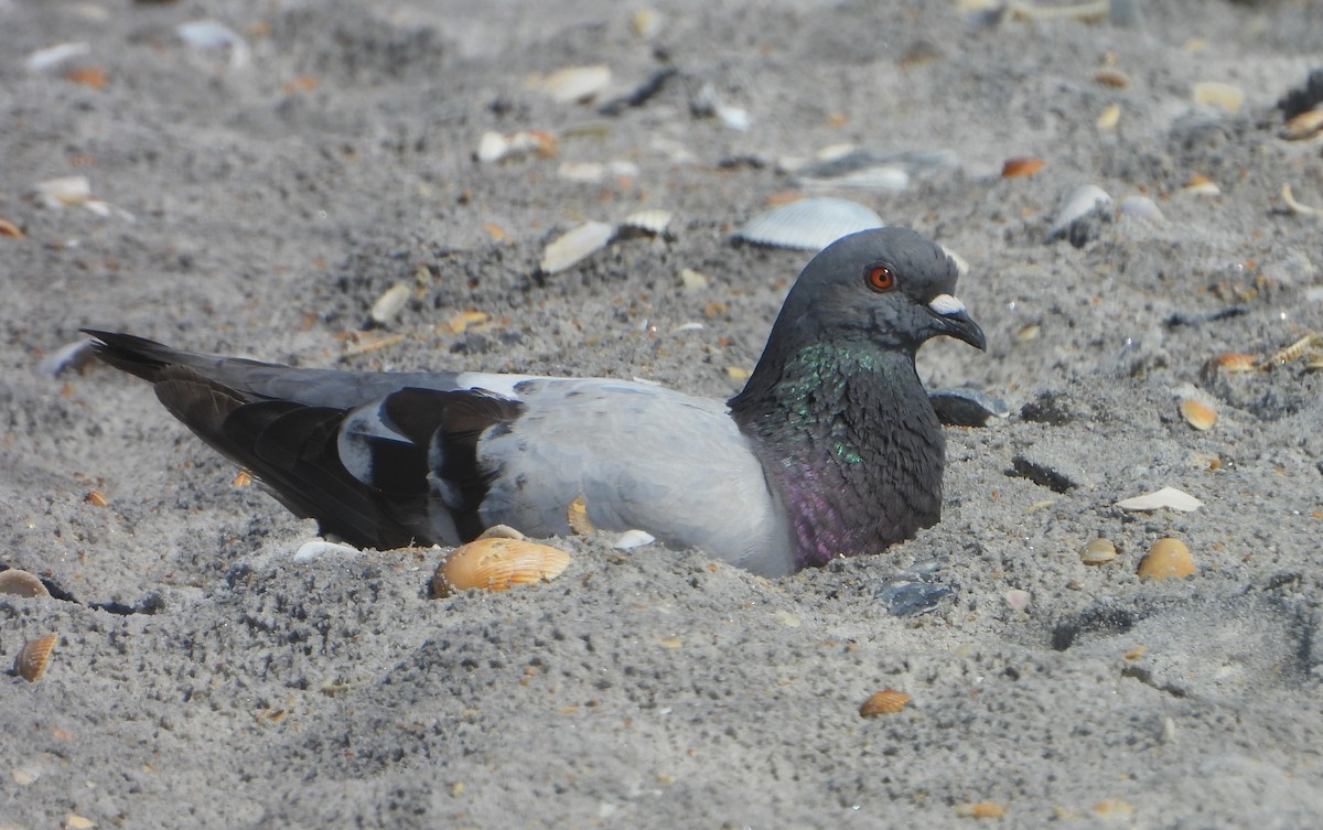 Rock Pigeon (Feral Pigeon) - ML621574745