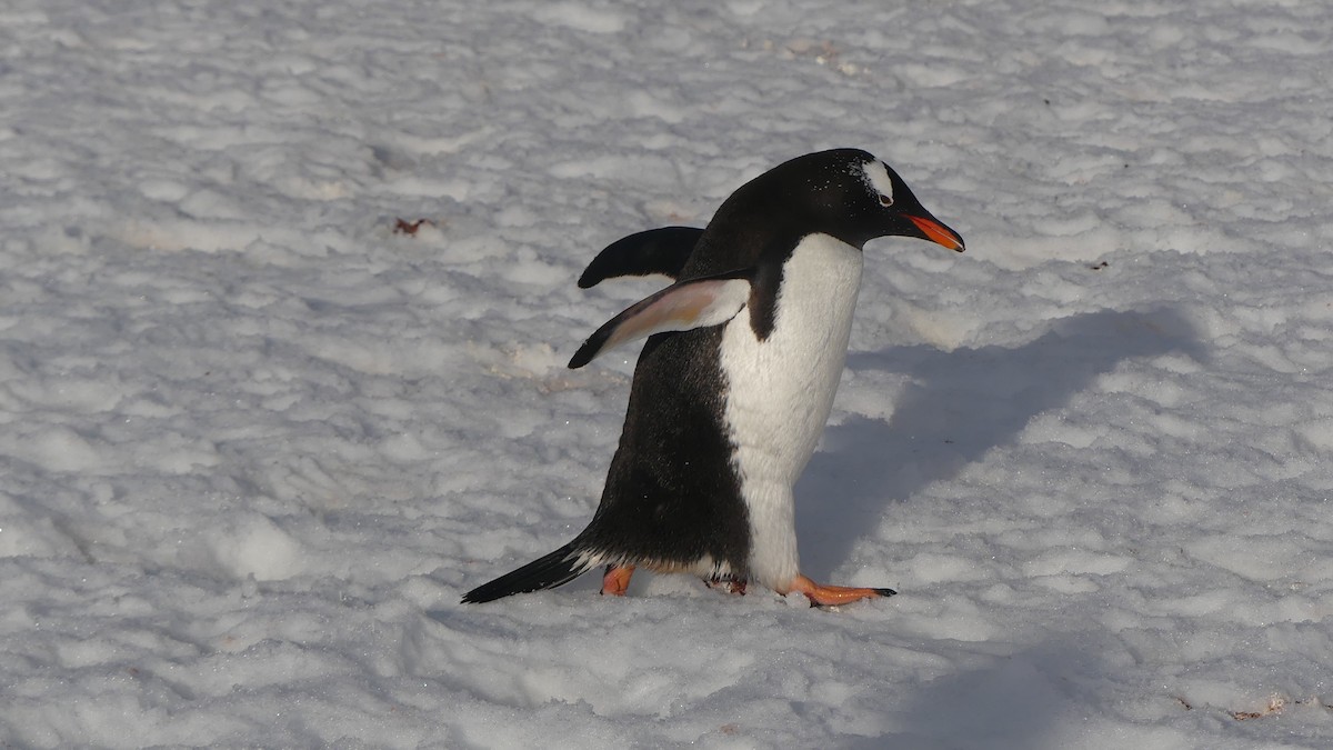 Gentoo Penguin - ML621574747