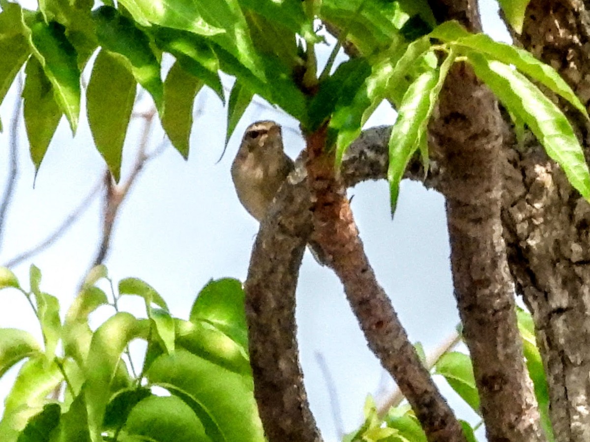 Dusky Warbler - ML621574826