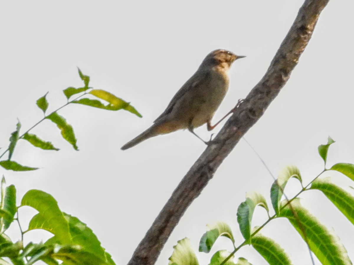 Dusky Warbler - ML621574827