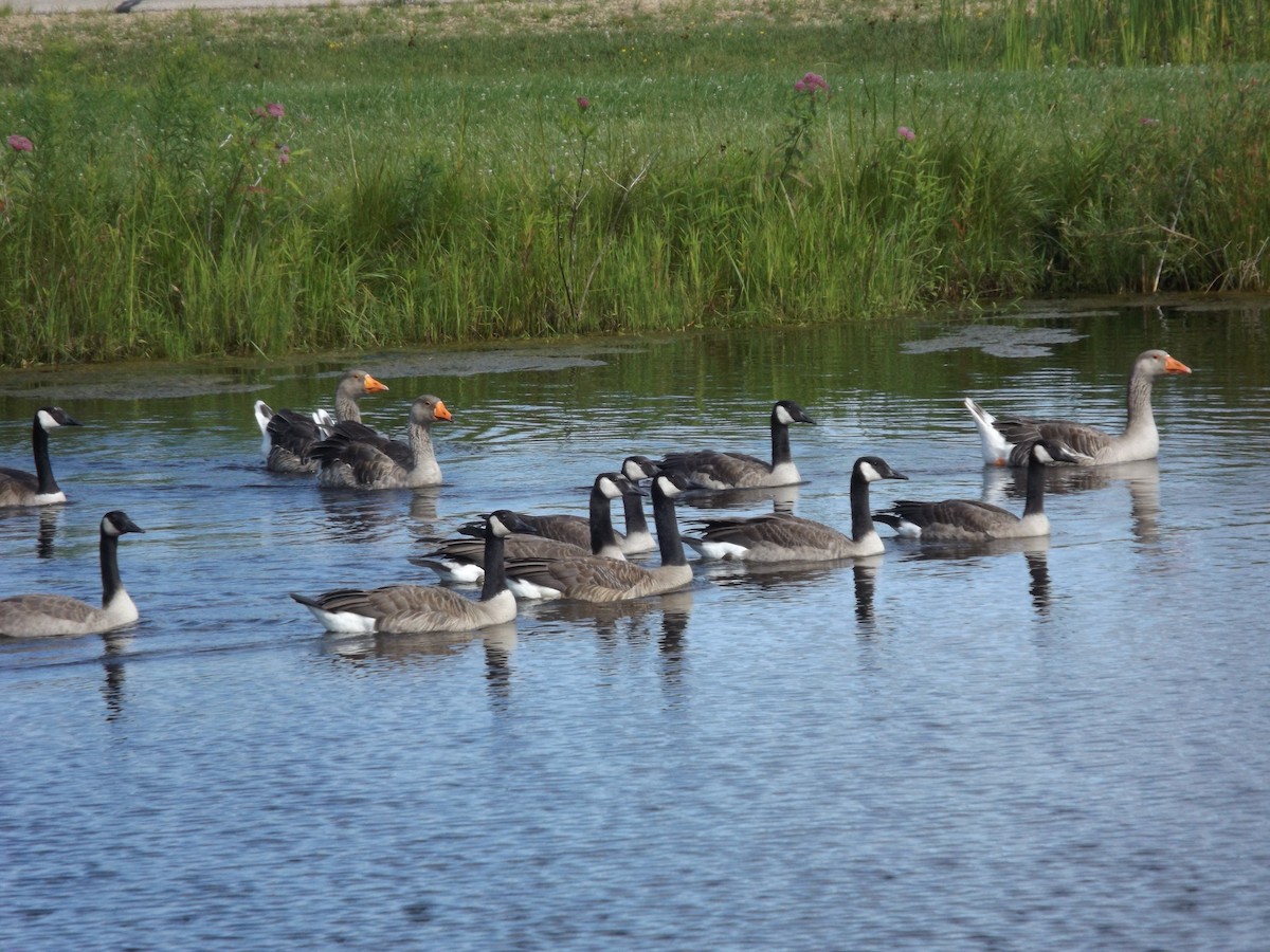 husa velká (domestikovaná) - ML621574953