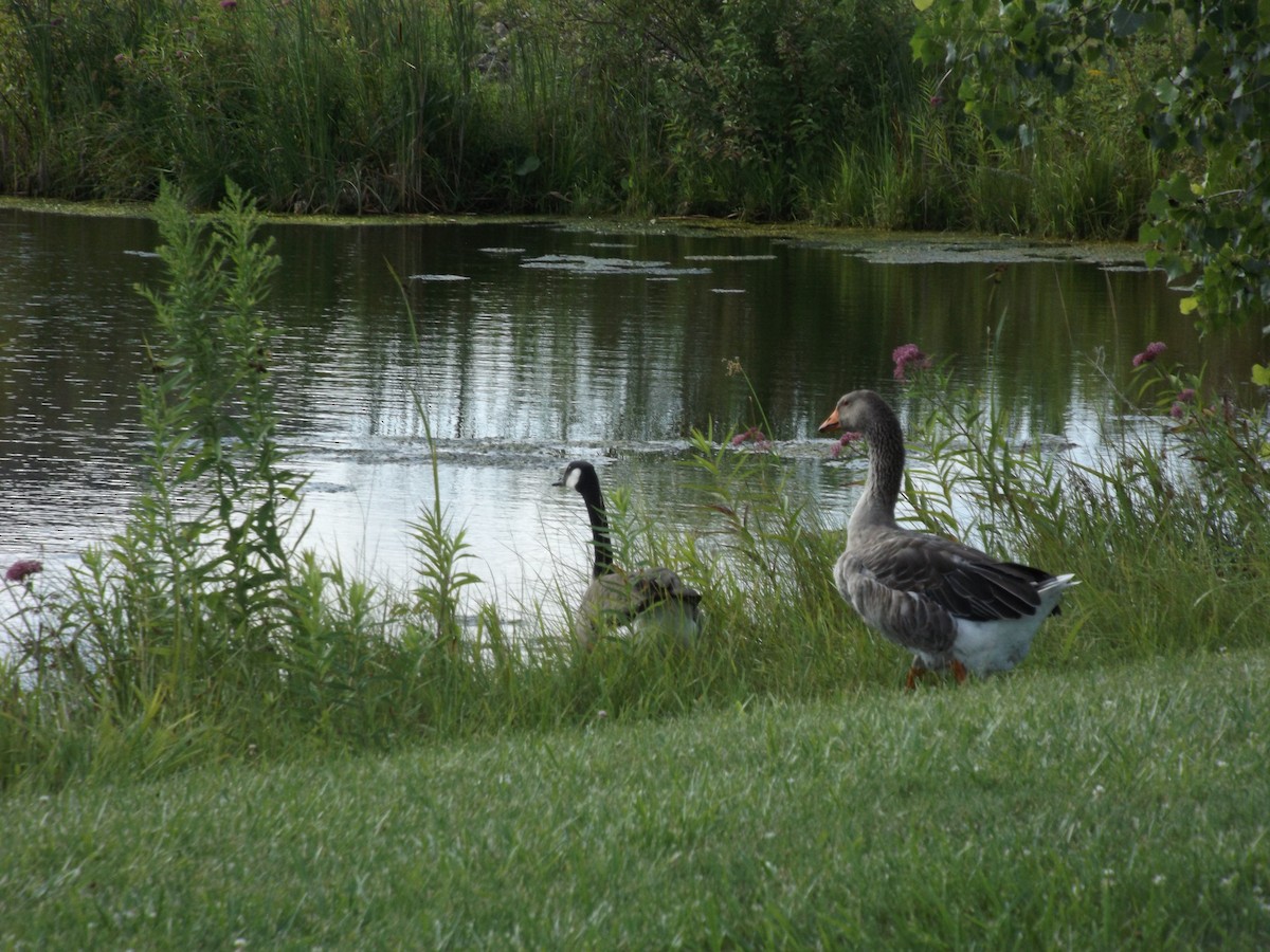 husa velká (domestikovaná) - ML621574954