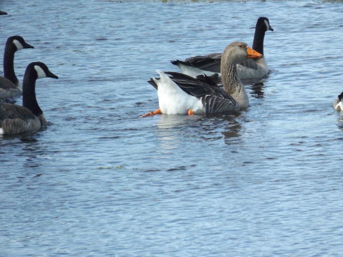 husa velká (domestikovaná) - ML621574955