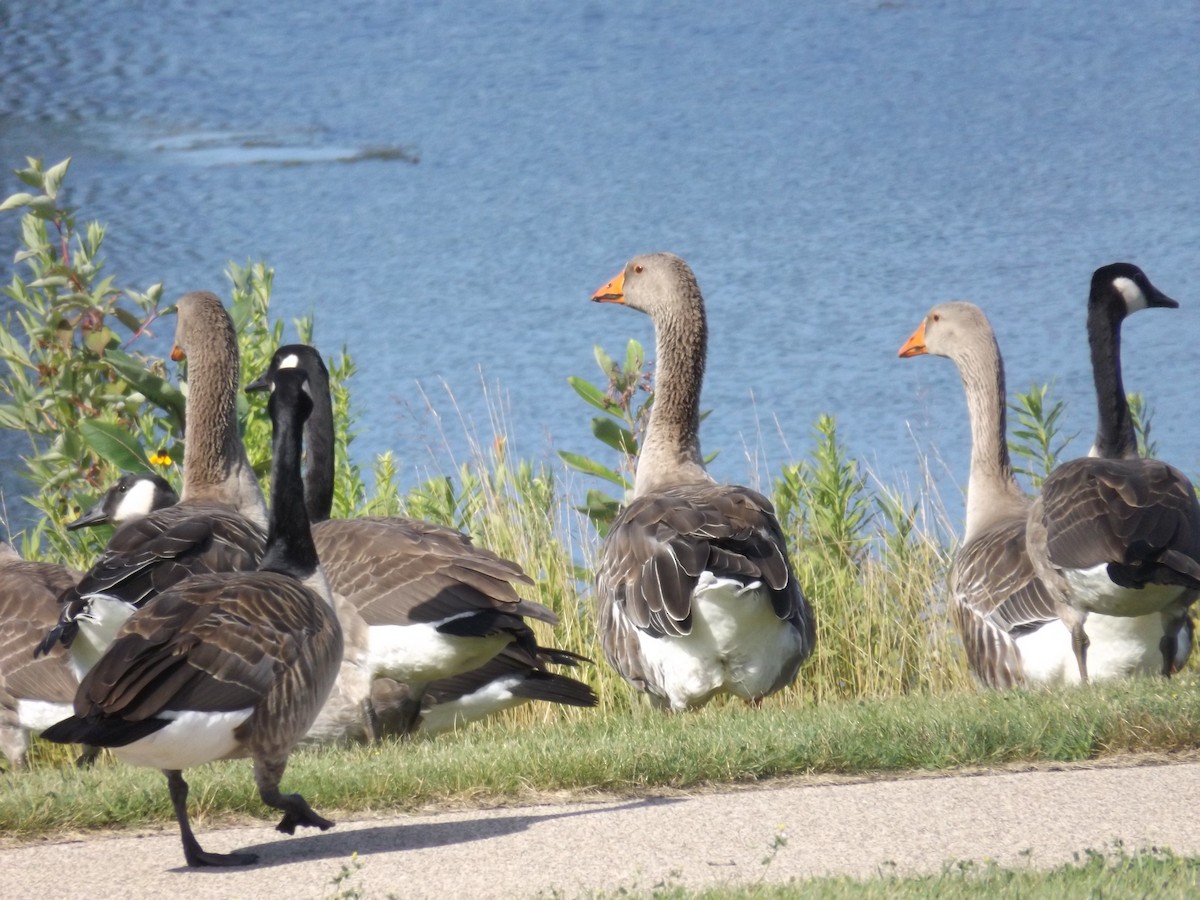 husa velká (domestikovaná) - ML621574956