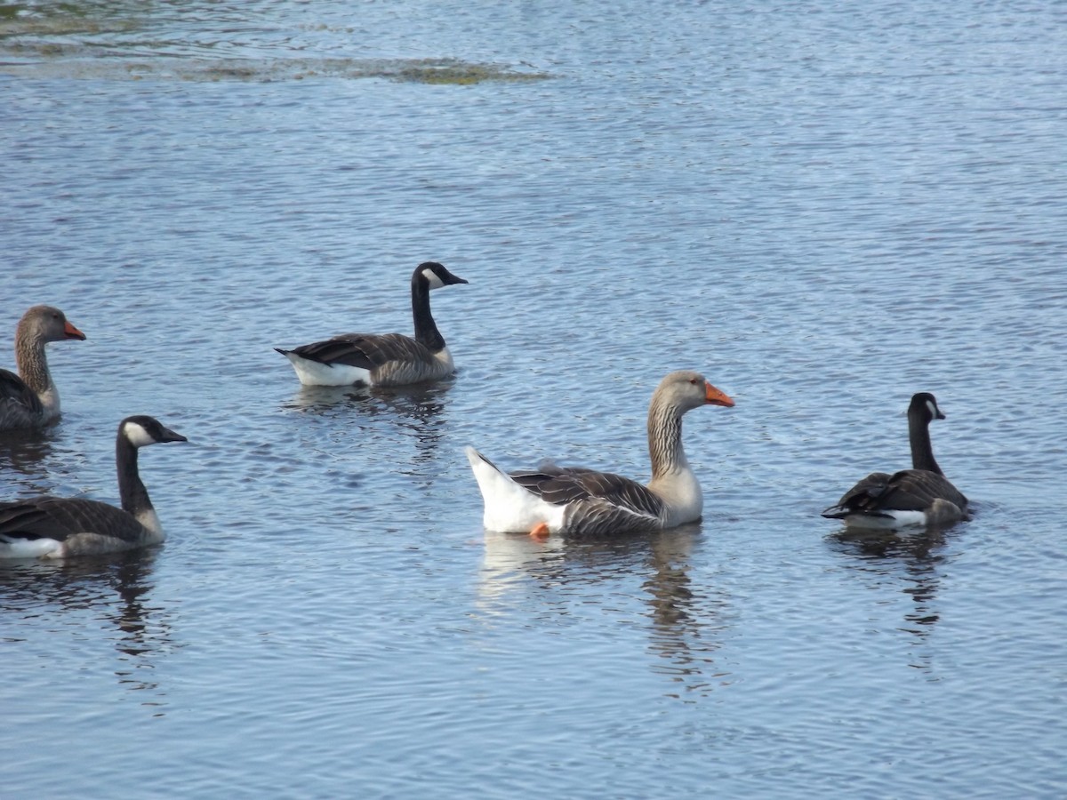 Graylag Goose (Domestic type) - Mike Wilken