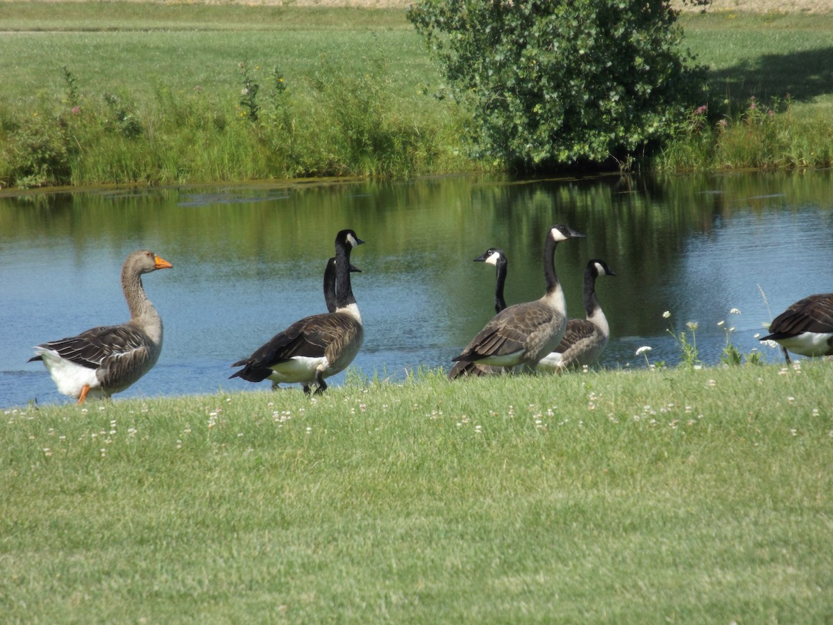 husa velká (domestikovaná) - ML621574958