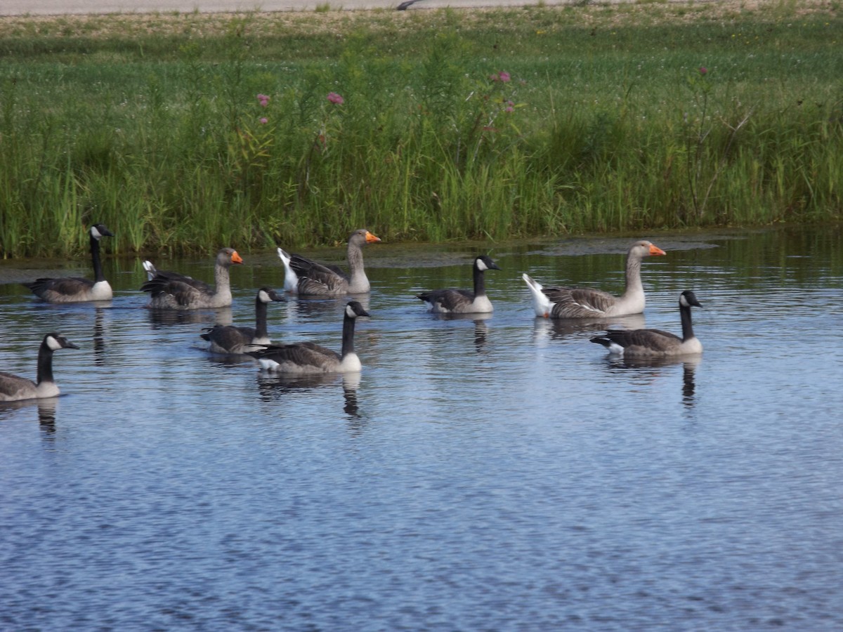 husa velká (domestikovaná) - ML621574959