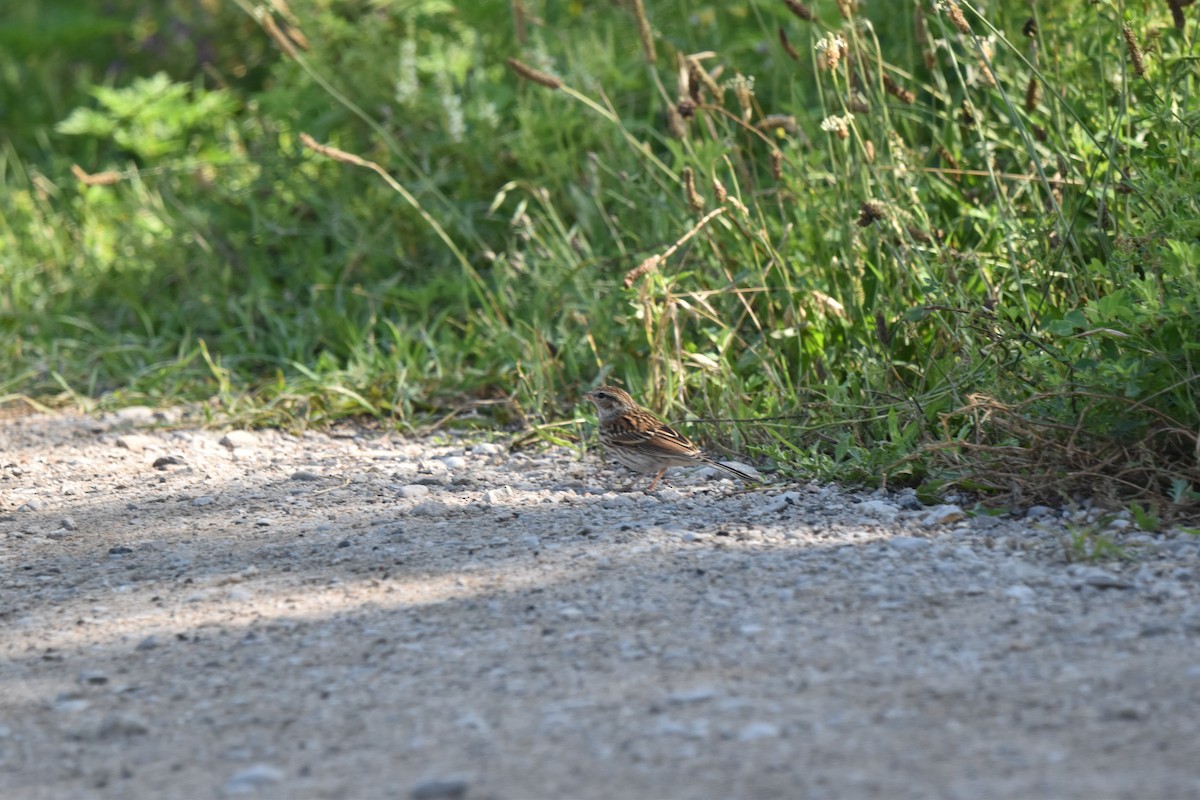 Chipping Sparrow - ML621574961