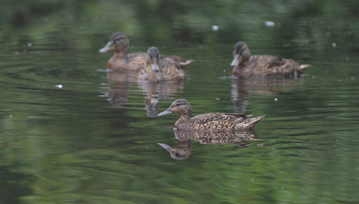 Blue-winged Teal - ML621574965