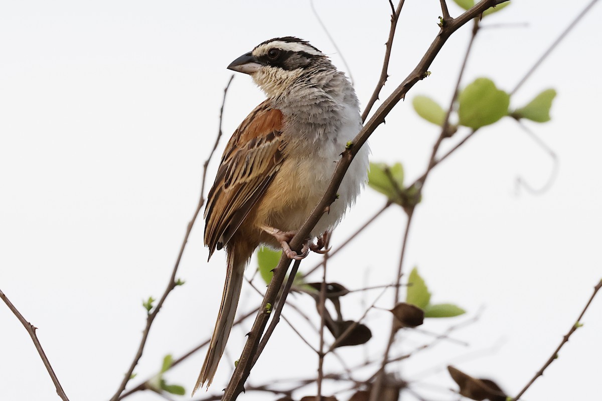 Stripe-headed Sparrow - ML621574984