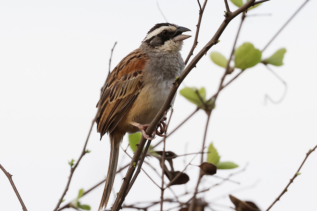 Stripe-headed Sparrow - ML621574985