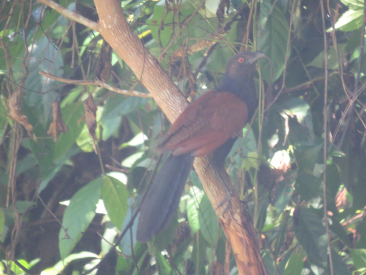 Greater Coucal - ML621574998