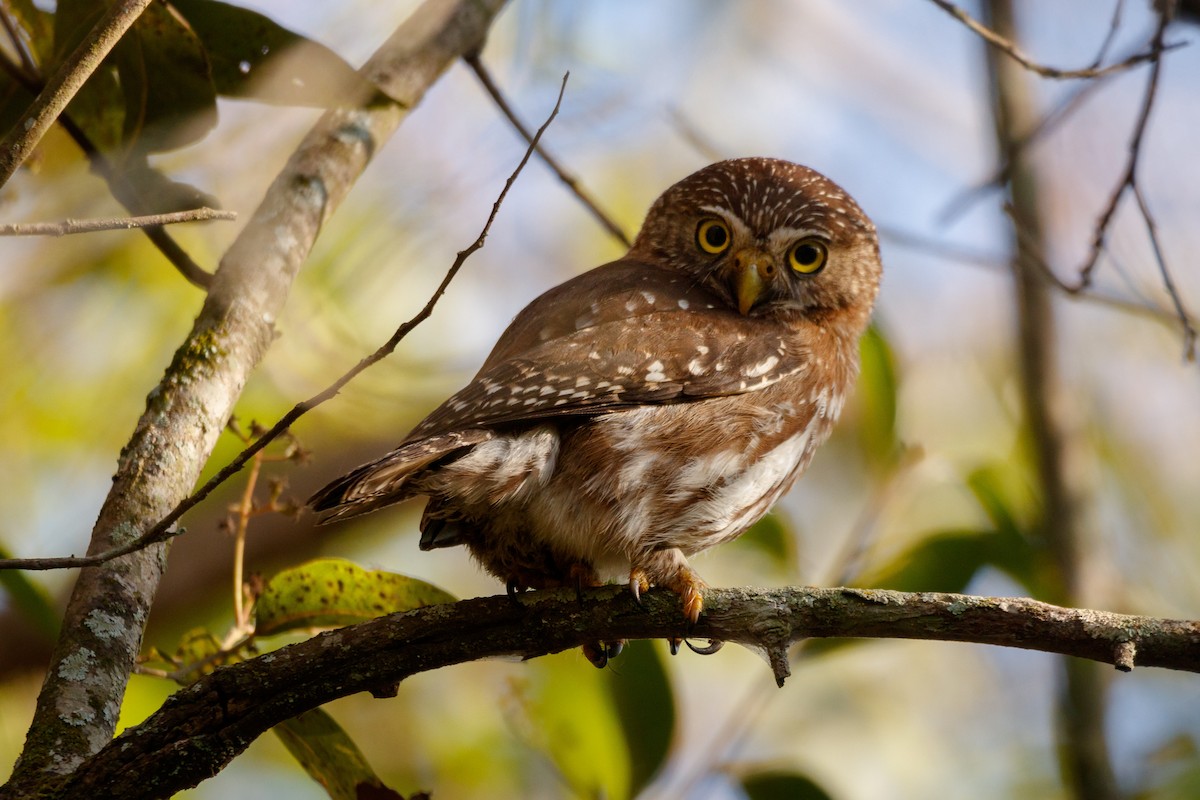 Ferruginous Pygmy-Owl - ML621575030