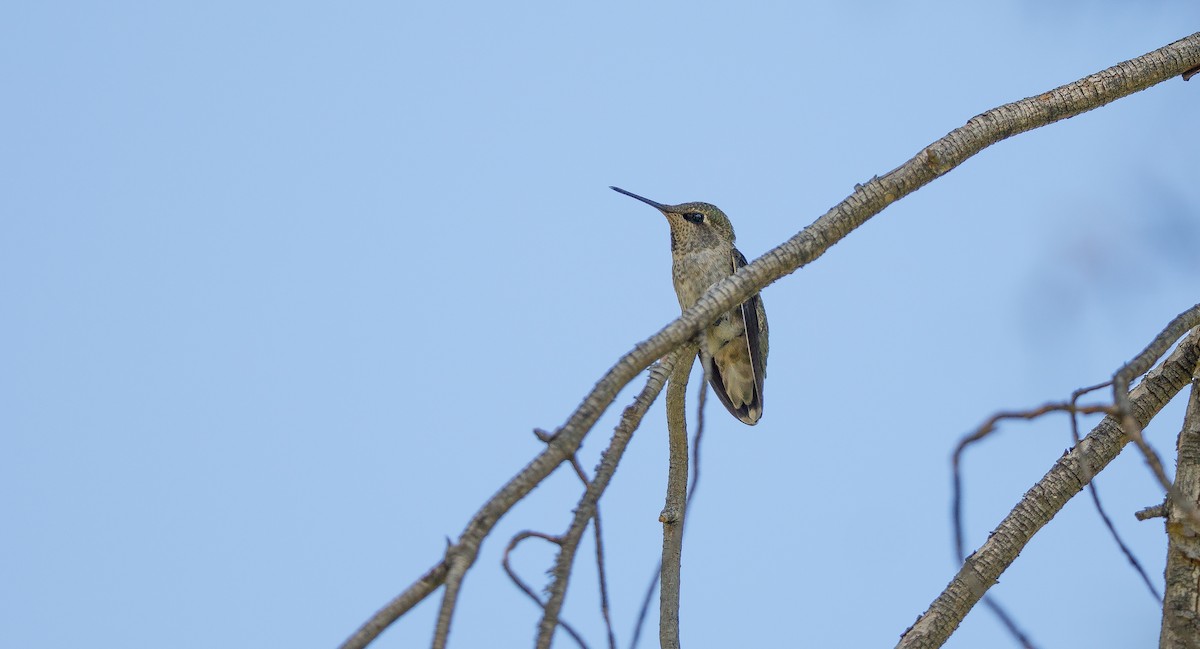 Anna's Hummingbird - ML621575035