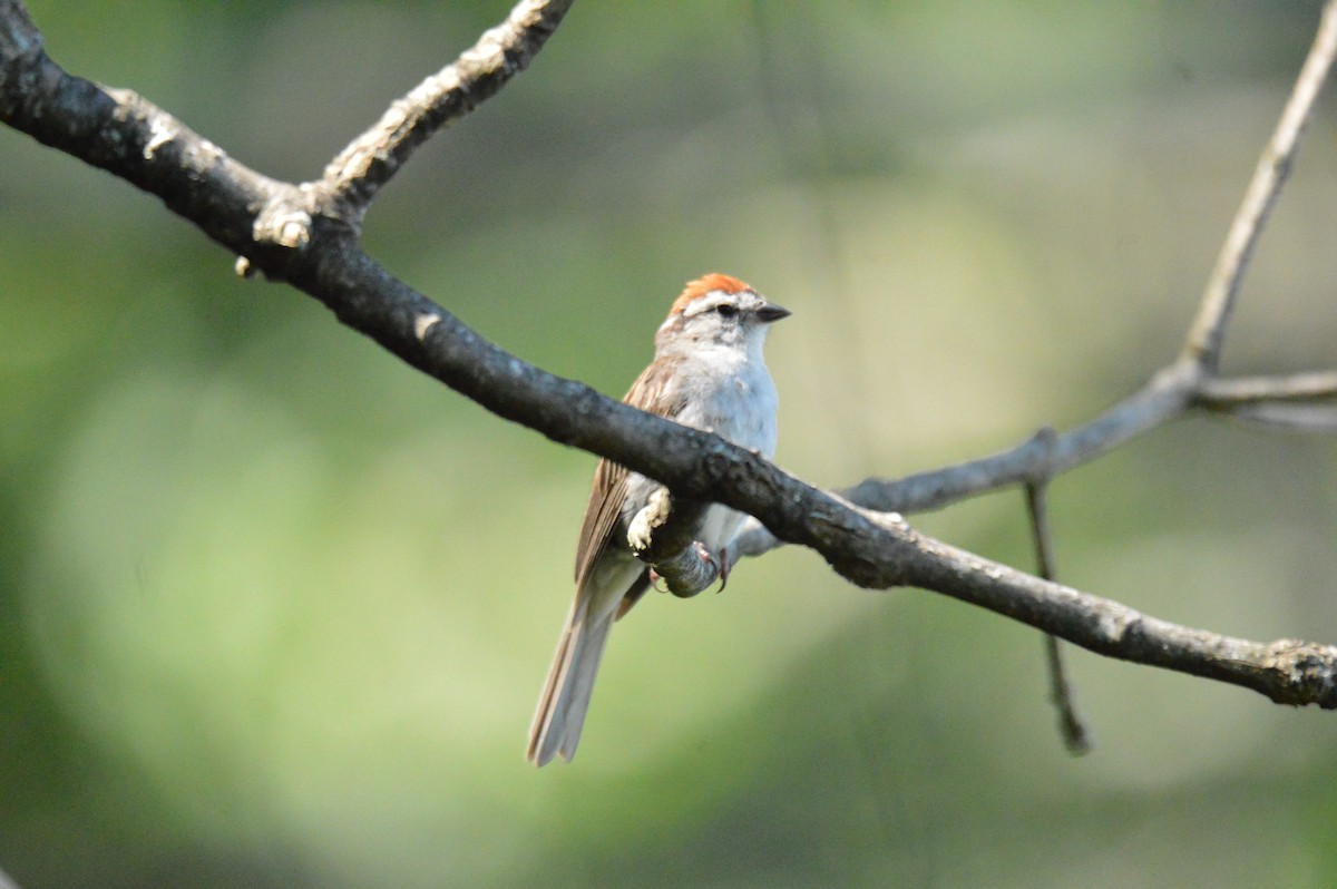 Chipping Sparrow - ML621575037