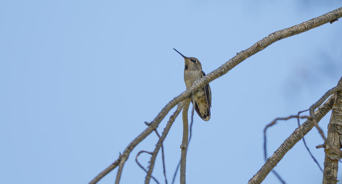 Anna's Hummingbird - ML621575038