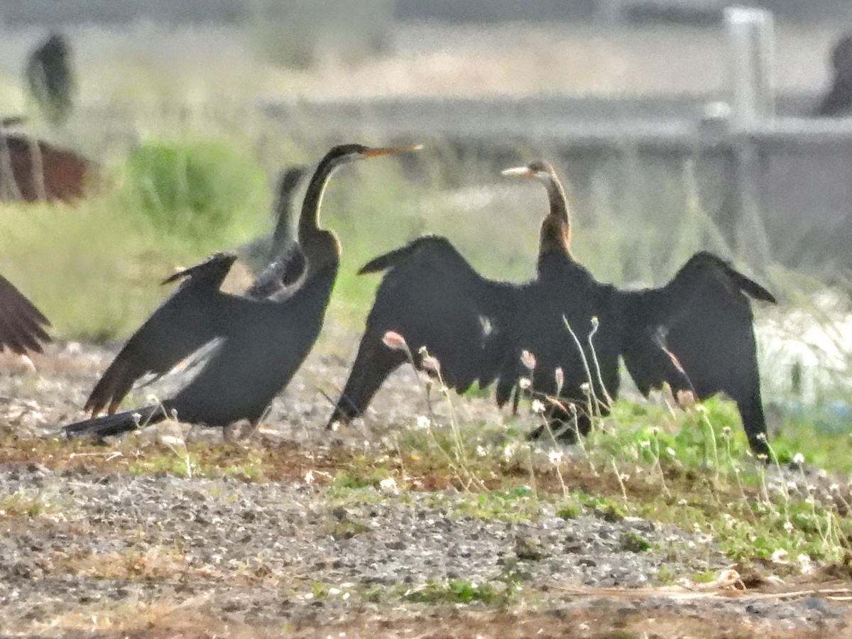 Oriental Darter - Warren Regelmann