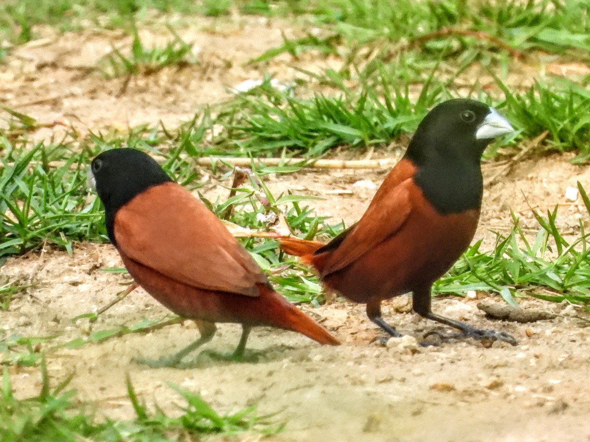 Chestnut Munia - ML621575134