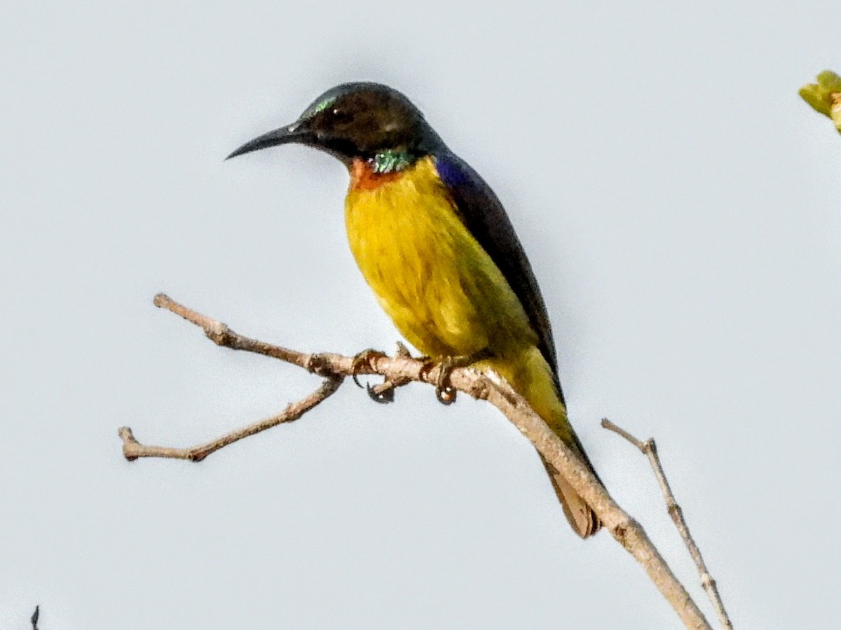 Brown-throated Sunbird - ML621575145