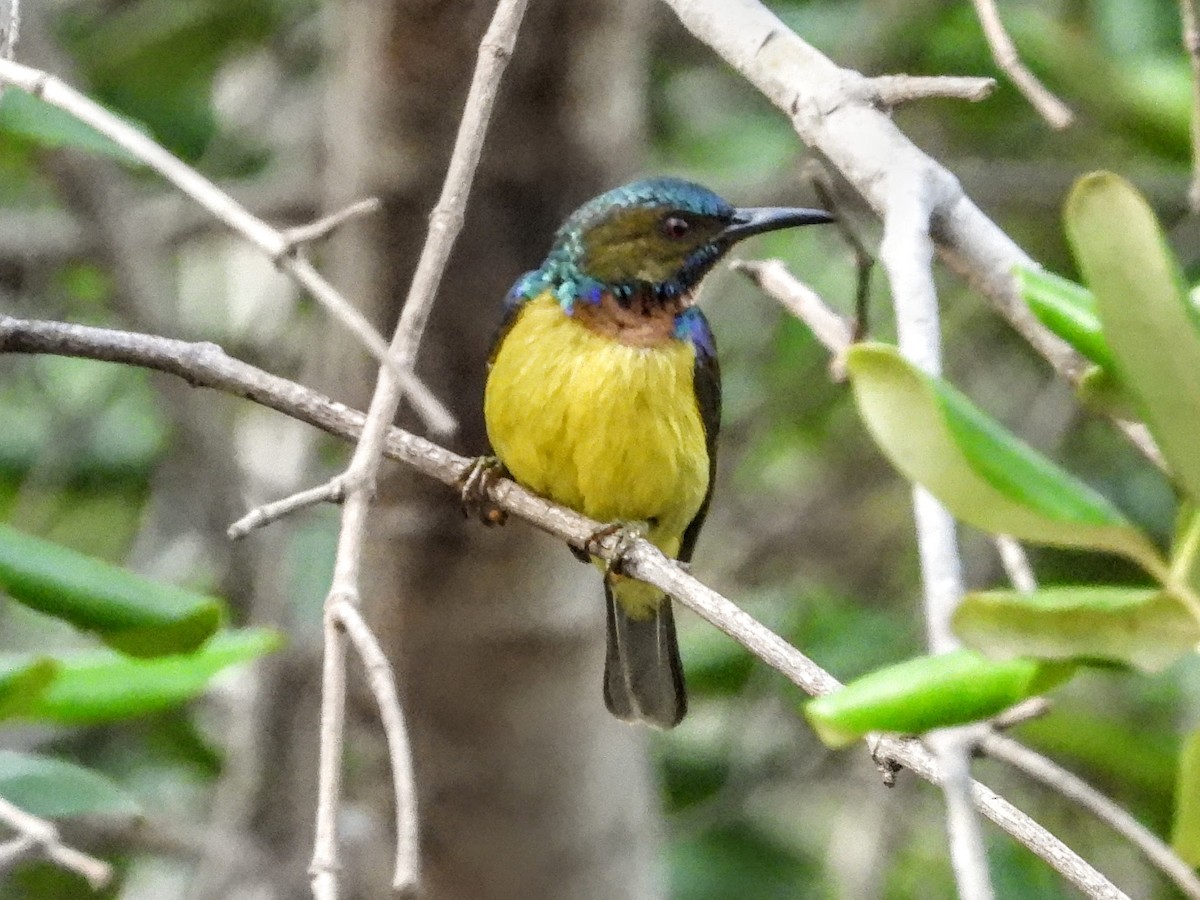 Brown-throated Sunbird - ML621575147