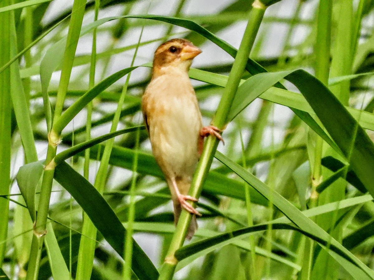 Baya Weaver - ML621575157