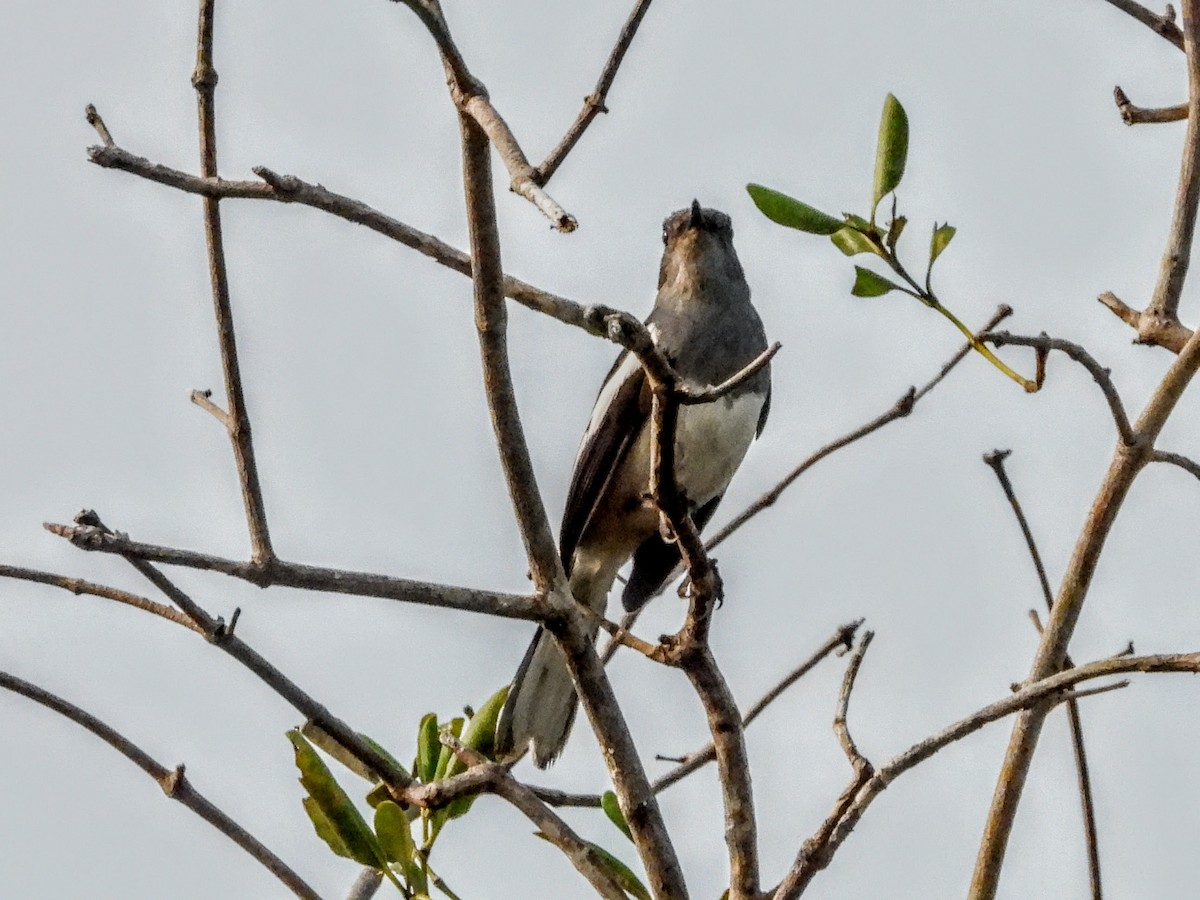 Oriental Magpie-Robin - ML621575173