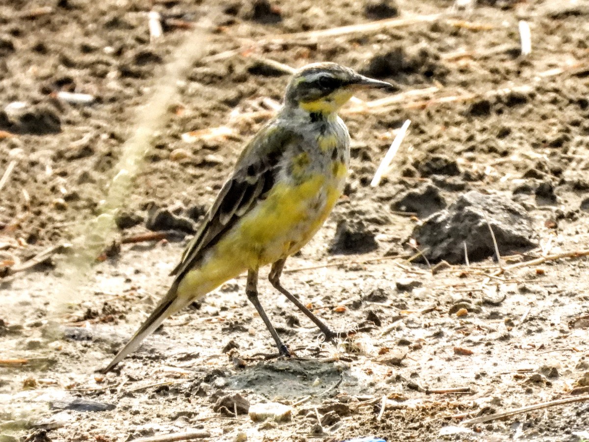 Eastern Yellow Wagtail - Warren Regelmann