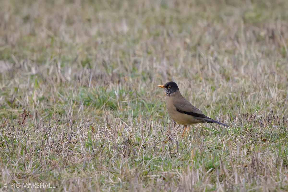 Austral Thrush - ML621575360