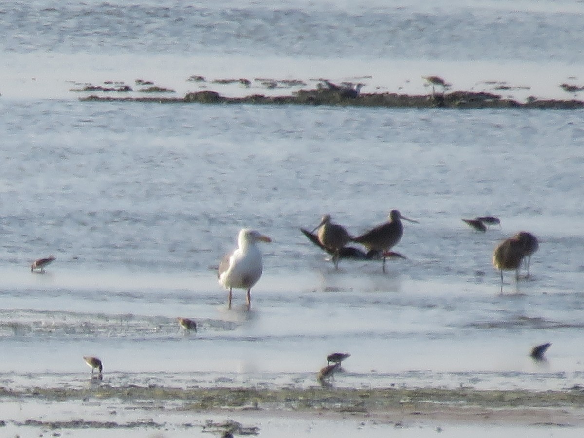 Yellow-footed Gull - ML621575381