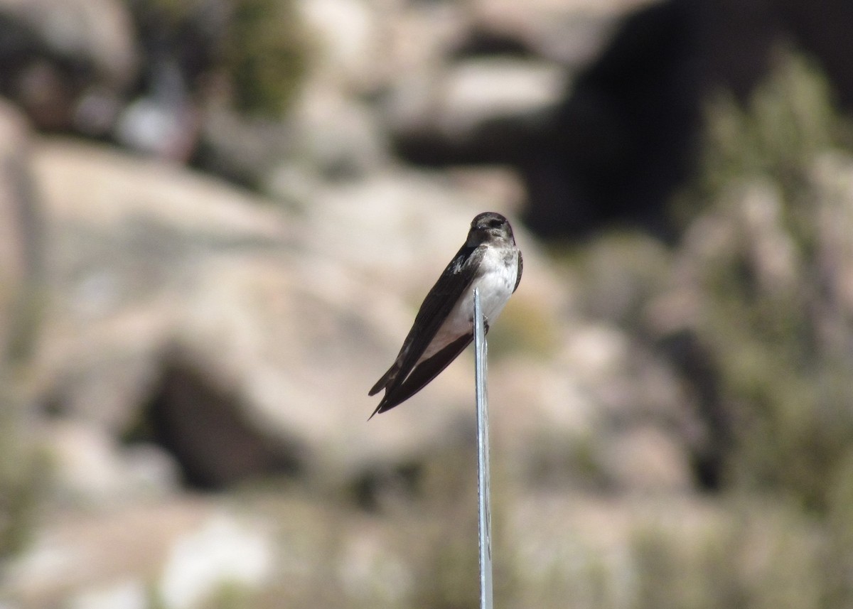 Andean Swallow - ML621575412