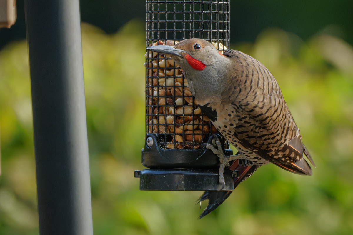 Northern Flicker (Yellow-shafted x Red-shafted) - ML621575414