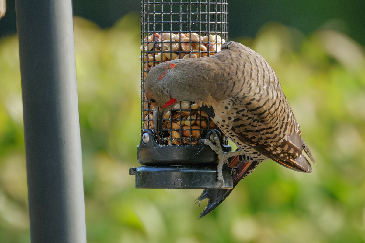 Northern Flicker (Yellow-shafted x Red-shafted) - ML621575415