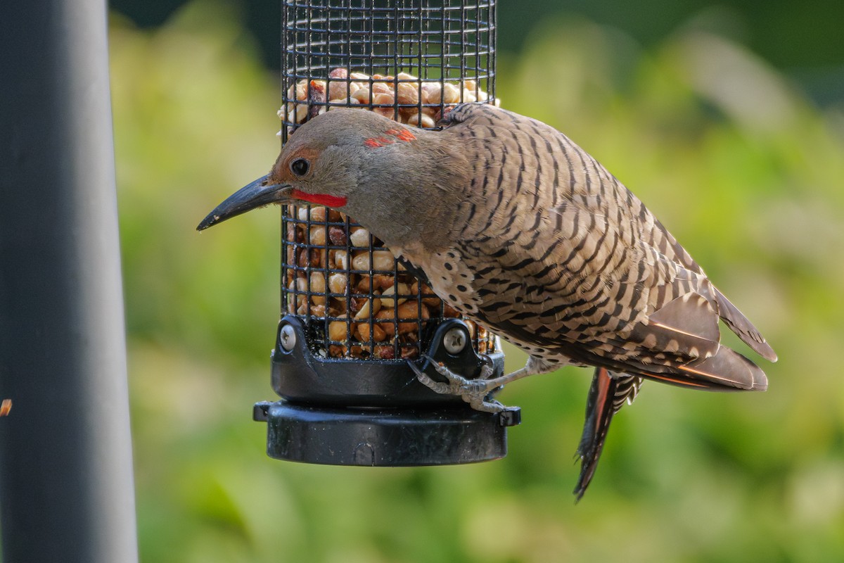 Northern Flicker (Yellow-shafted x Red-shafted) - ML621575416