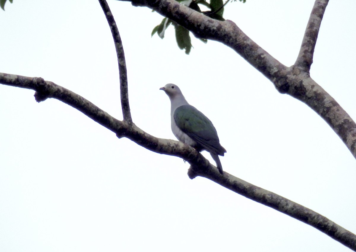 Island Imperial-Pigeon - ML621575421