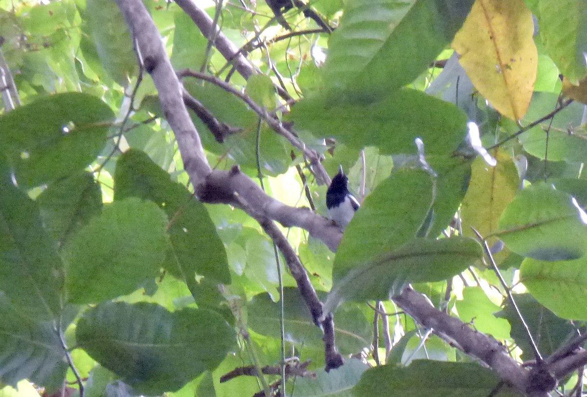 Manus Monarch - ML621575462