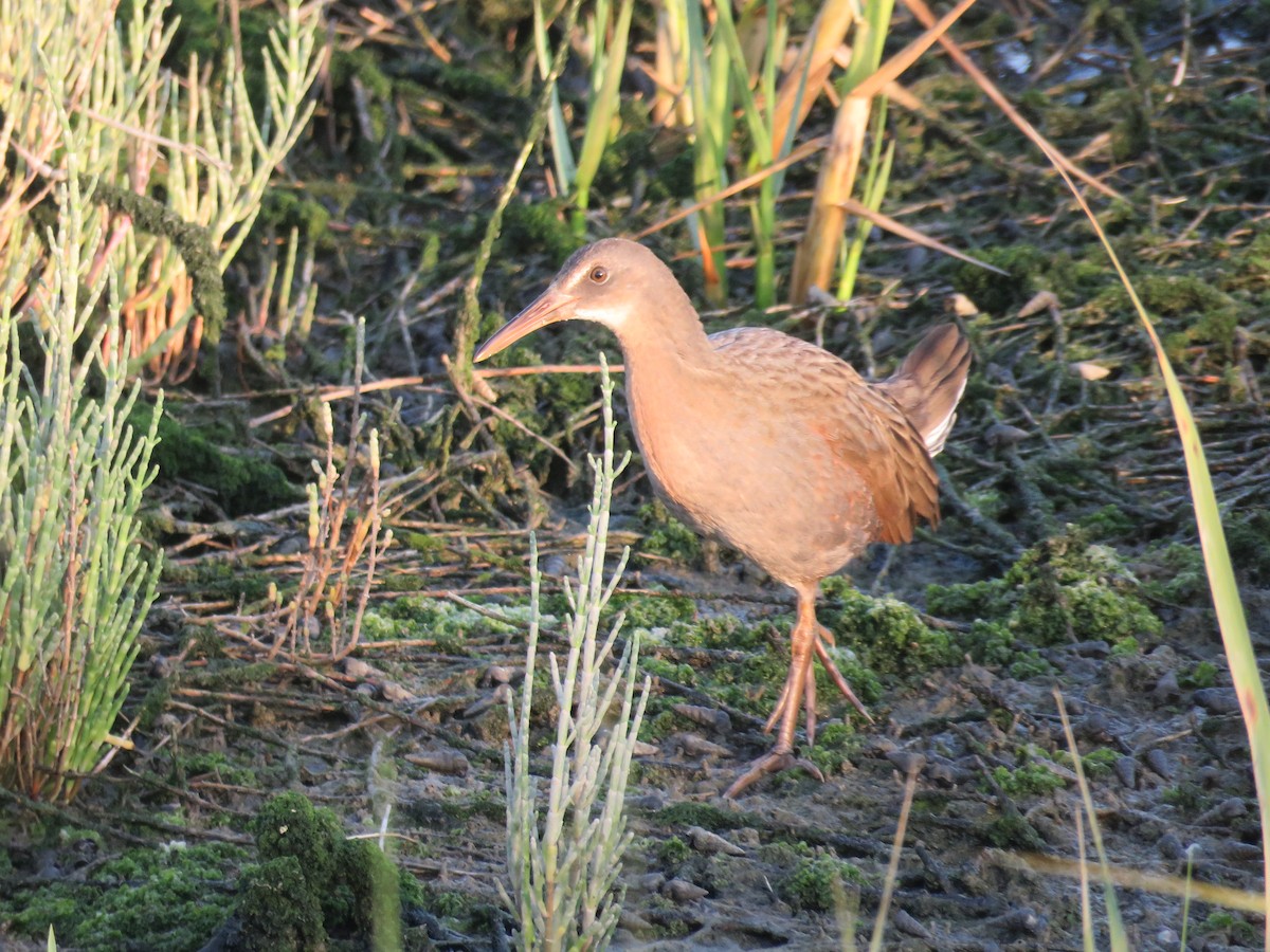 Ridgway's Rail - ML621575481