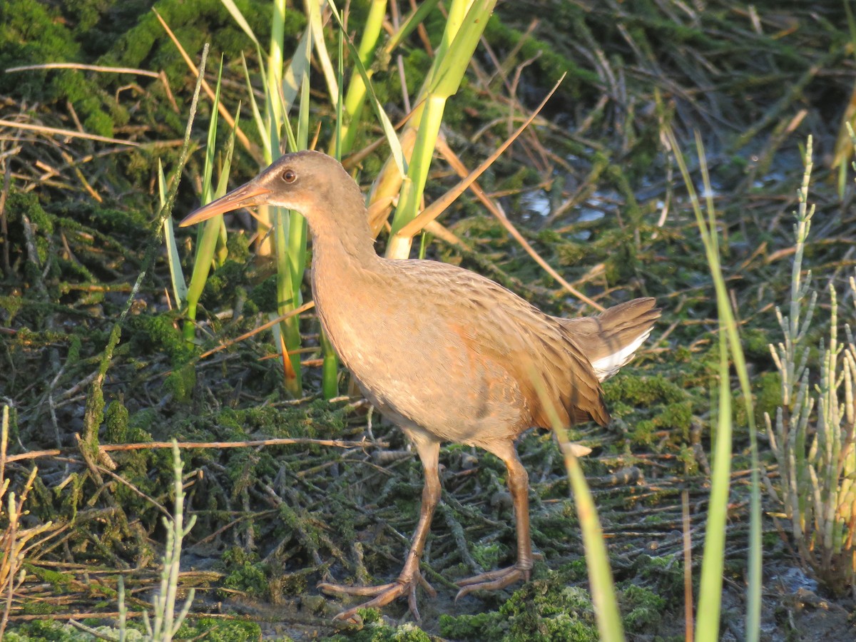 Ridgway's Rail - ML621575482