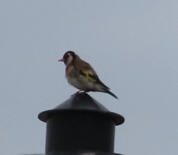 European Goldfinch - ML621575519
