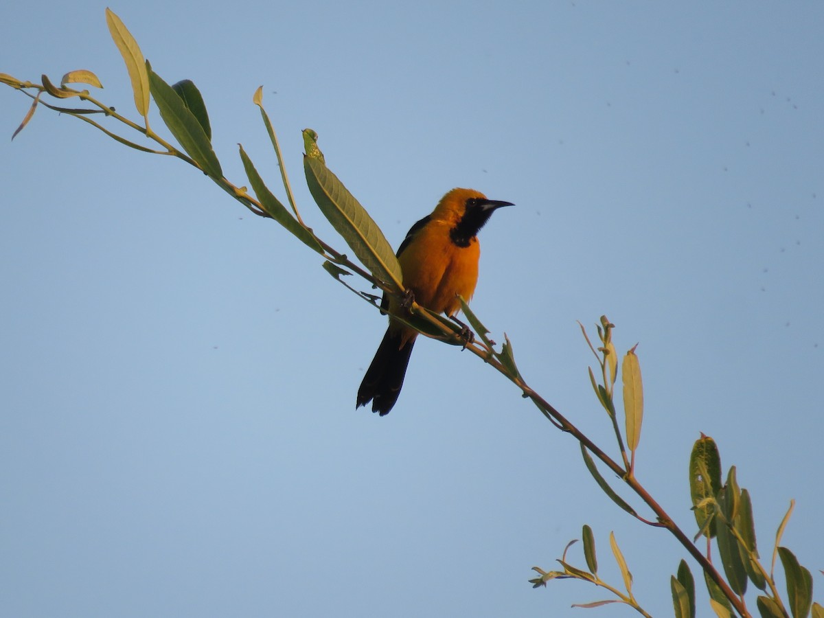 Hooded Oriole - ML621575520