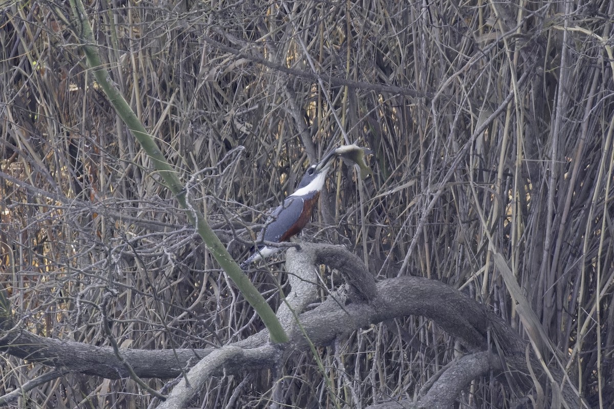 Ringed Kingfisher - ML621575583