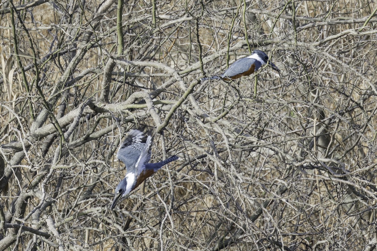 Ringed Kingfisher - Asta Tobiassen