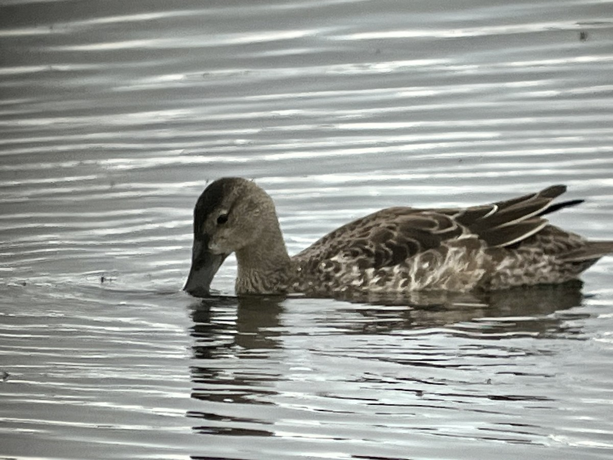 Blue-winged Teal - ML621575591