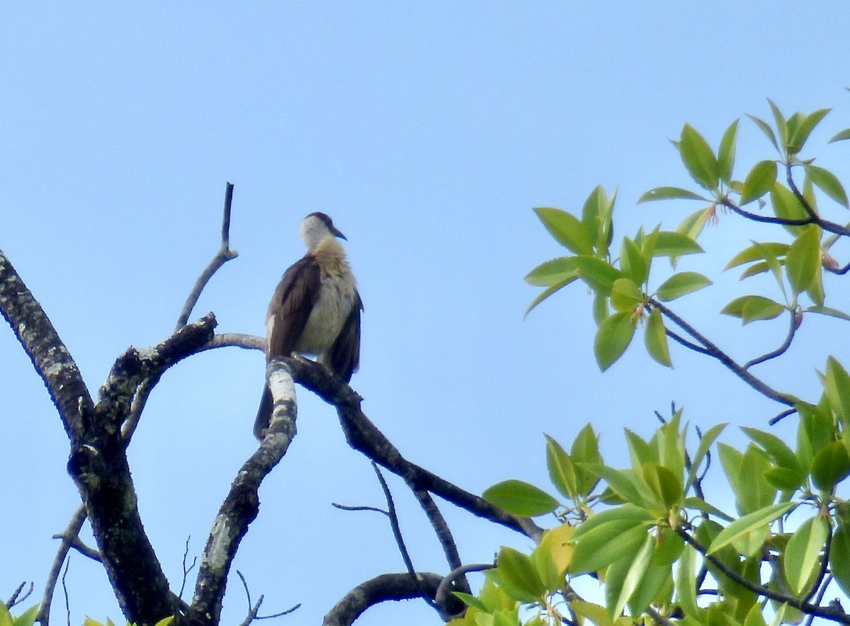 White-naped Friarbird - ML621575607