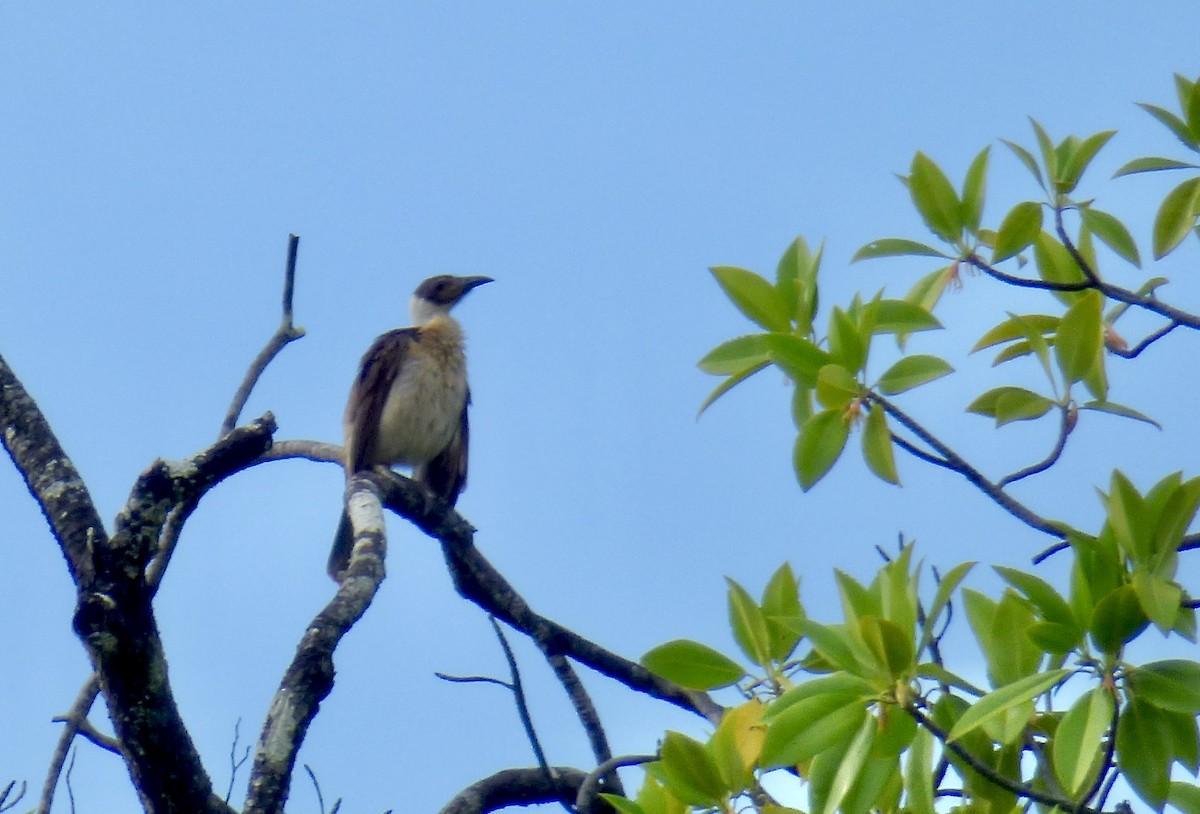 White-naped Friarbird - ML621575613
