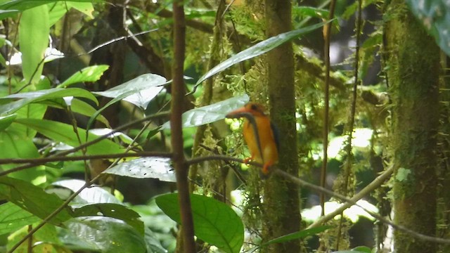 Manus Dwarf-Kingfisher - ML621575779