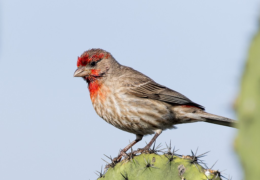 House Finch - ML621575782