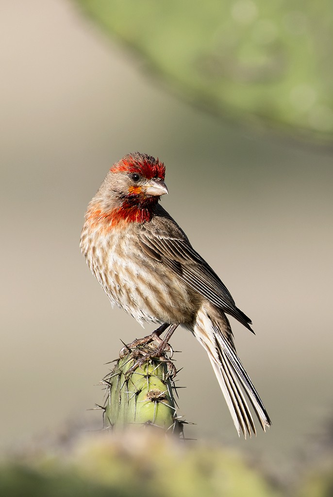 House Finch - ML621575783