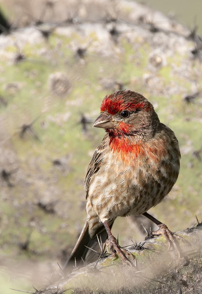 House Finch - ML621575784